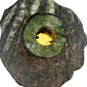 What Tree Sees, 2026 What Tree Sees, 2026